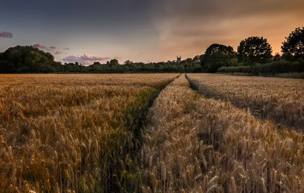 Wheat, field, the sky, trees, castle, dal, the evening, track
