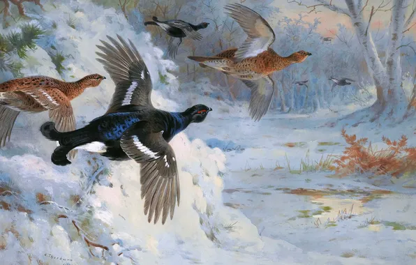 Flight, Birds, Picture, Archibald Thorburn, Archibald Thorburn,, Scottish painter, Black grouse, Through the snow cover