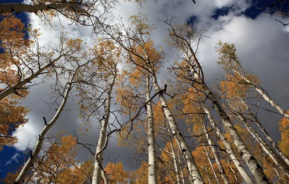 Autumn, the sky, nature, birch
