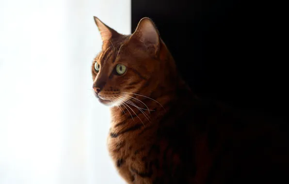 Black-and-white background, bengal cat, red cat, bengal cat, David Köhler