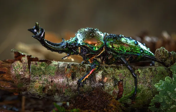 Drops, macro, nature, green, background, tree, beetle, horns