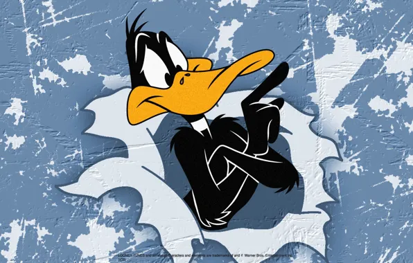 Wall, beak, duck, Drake, Daffy Duck, Daffy Duck