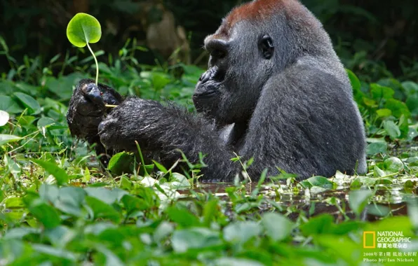 Water, animal, gorilla, wildlife, gorilla Primate
