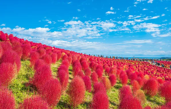 Field, the sky, people, Asia, shrubs, tourists, kohiya