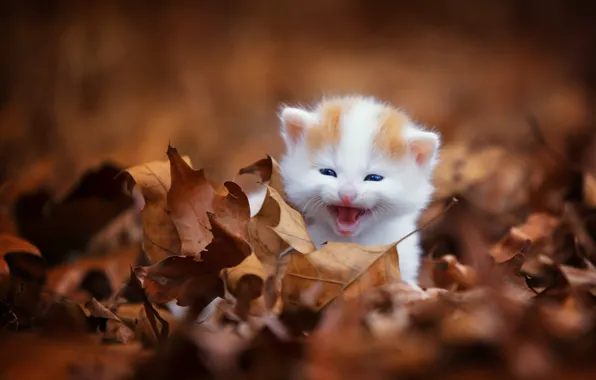 Autumn, cat, look, pose, kitty, foliage, face, meows