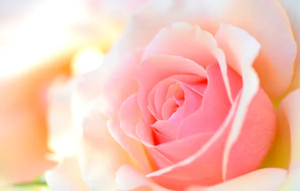 Macro, rose, petals, peach