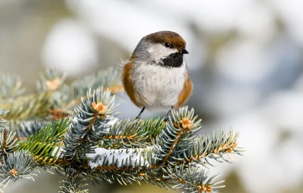 Picture branches, background, bird, needles, bokeh, tit