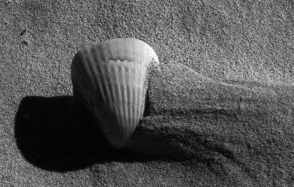 Sand, black and white, Shell