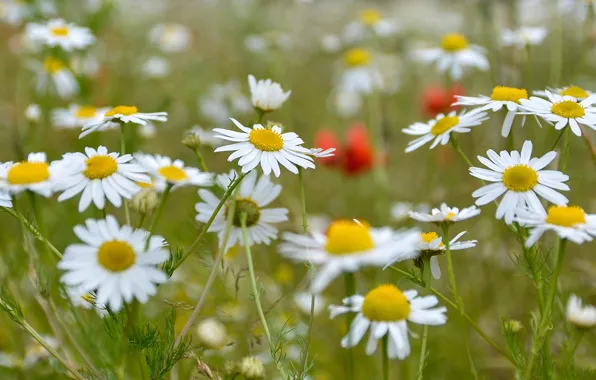 Summer, nature, chamomile, bokeh