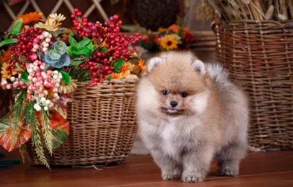 Picture basket, cute, puppy, Spitz
