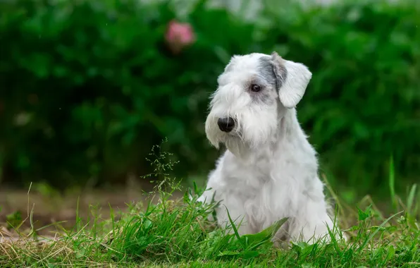 Picture white, grass, puppy, the Sealyham Terrier
