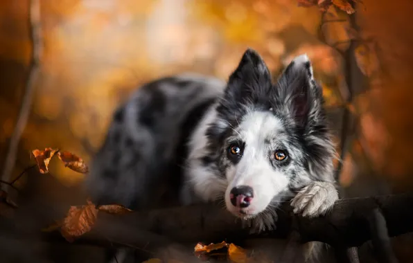 Autumn, look, face, leaves, branches, nature, pose, portrait