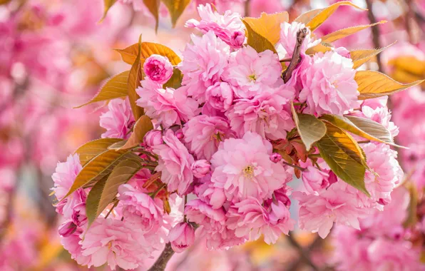 Leaves, macro, flowers, beauty, branch, spring, Sakura, pink