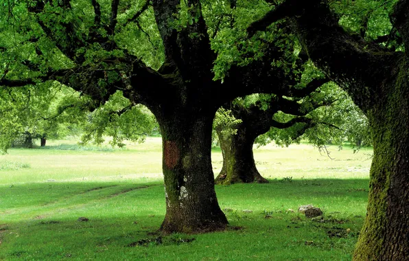 Greens, nature, Park, spring