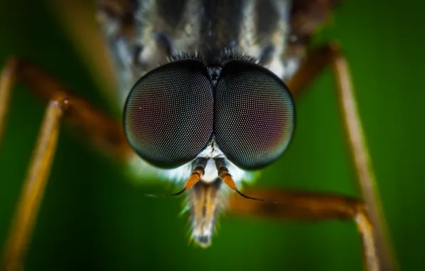 Macro, Fly, Eyes, Little, Insect, Macro, Fly, Insect