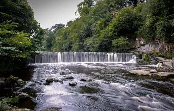 Forest, water, nature, stones, Trees