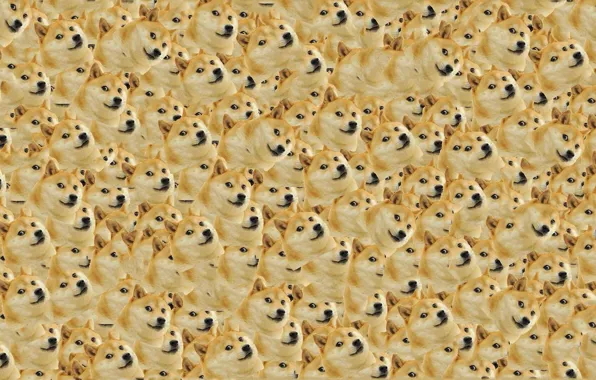 Picture Dog, Dog, Texture, Texture, Doge