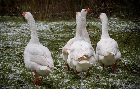 Snow, birds, glade, spring, walk, white, geese