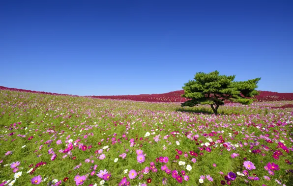 Picture flowers, tree, Japan, meadow, Japan, kosmeya, Hitachi Seaside Park, Hitachinaka