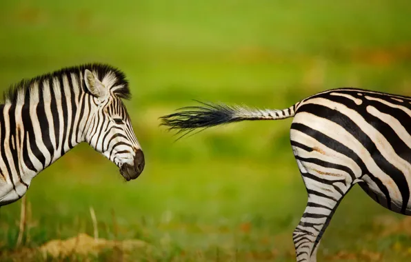 Zebra, Africa, South Africa, Rietvlei Nature Reserve