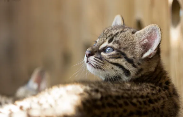 Picture cat, look, cub, kitty, cat Geoffroy