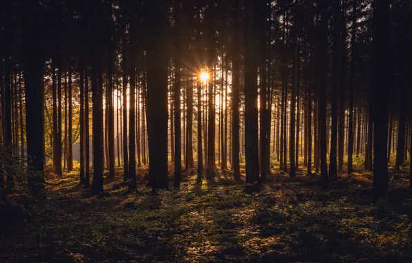 Picture forest, the sun, trunk