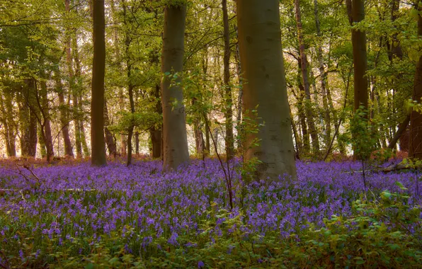 Forest, trees, flowers, branches, trunks, glade, foliage, spring