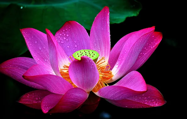 Picture leaves, water, drops, macro, petals, Lotus