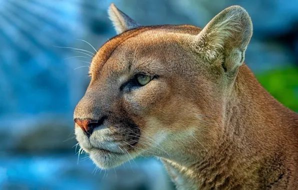 Picture look, face, predator, Puma