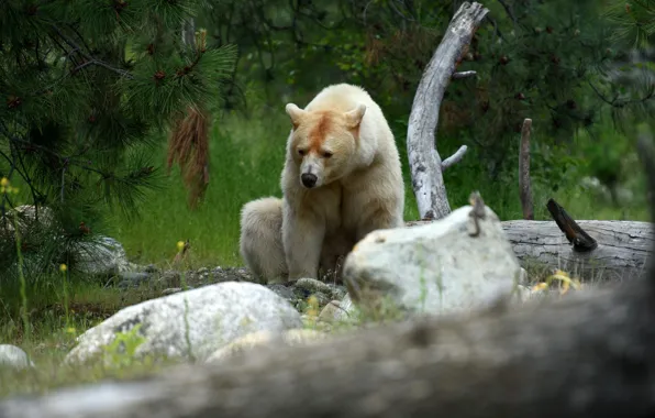 Forest, white, pose, stones, glade, bear, pine, log