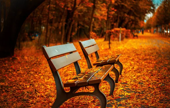 Autumn, leaves, bench, Park, foliage, shop, gold