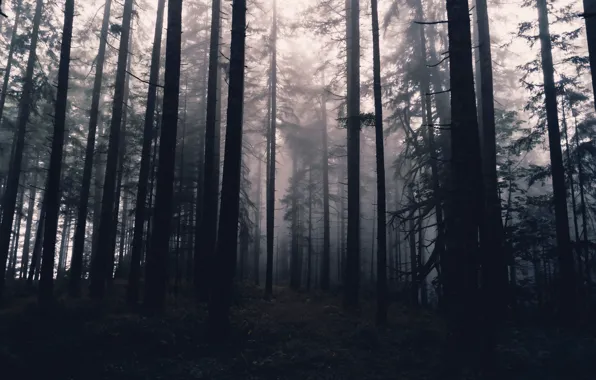 Forest, trees, nature, fog, Oregon, USA, USA, Oregon