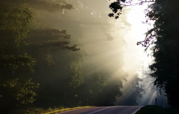 Road, forest, nature, fog