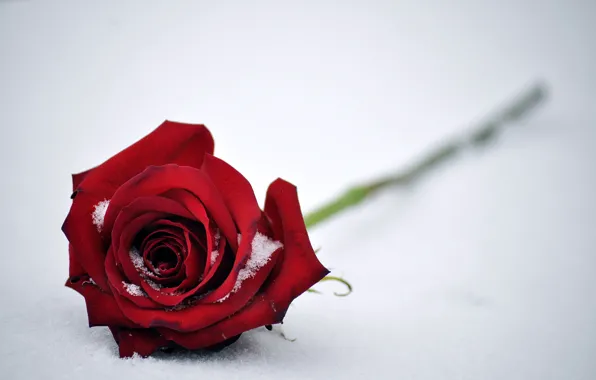 Picture flower, leaves, snow, rose, Bud, red