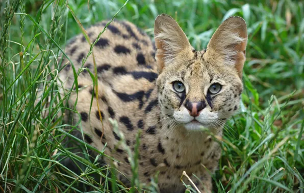 Picture look, ears, wild cat, Serval