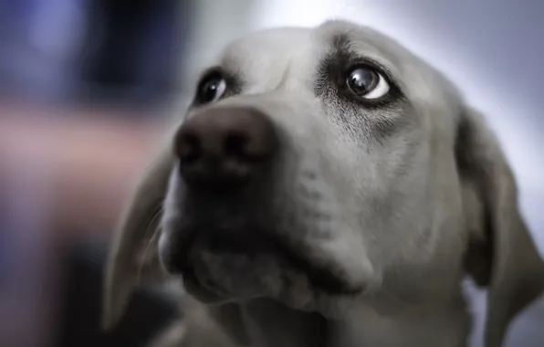 Look, each, dog