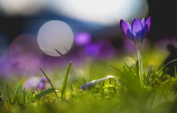 Picture greens, purple, grass, light, flowers, glade, one, spring