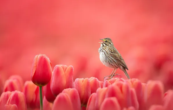 Picture flowers, nature, bird, tulips