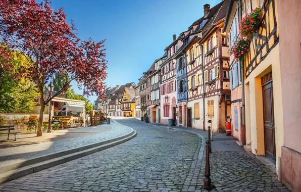 Tree, street, France, home, pavers, Colmar