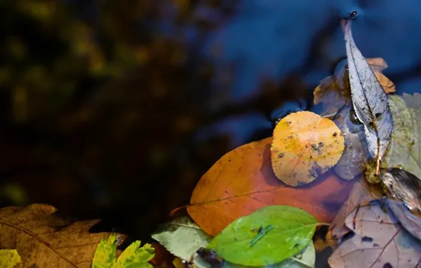 Leaves, water, nature, puddle, macro photo