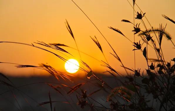 Field, the sun, sunset, silhouettes, herbs