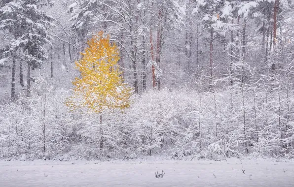 Winter, forest, snow
