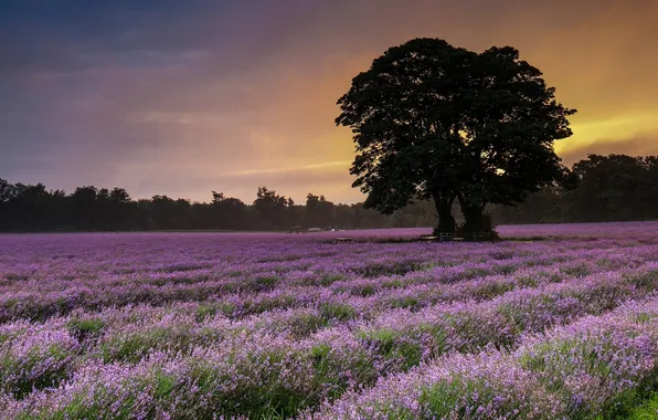 Picture field, tree, lavender