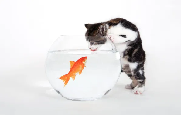 Picture white, aquarium, fish, Kitty