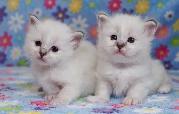 Look, pose, kitty, background, pair, small, kittens, white
