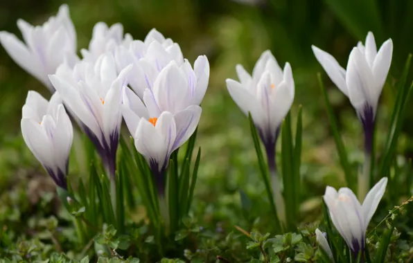 Spring, crocuses, sage