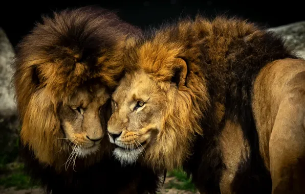 Mane, lions, brothers