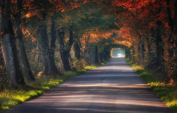 Road, autumn, trees, the tunnel, Poland, alley