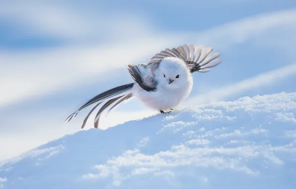 Winter, light, snow, nature, bird, the snow, shadows, white