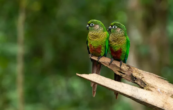Birds, parrot, parrots, a couple, bitches, two parrots